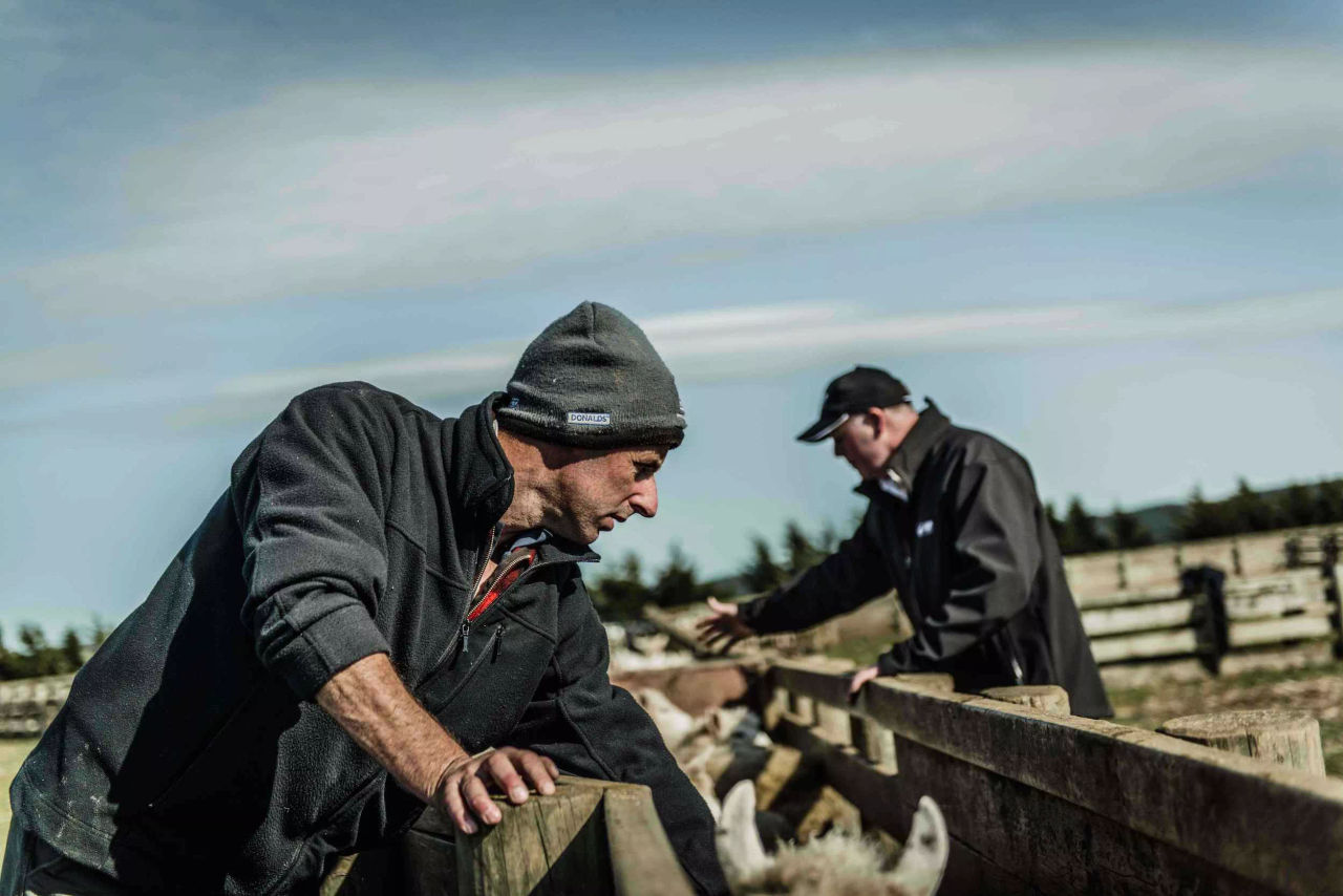 Farmers moving livestock