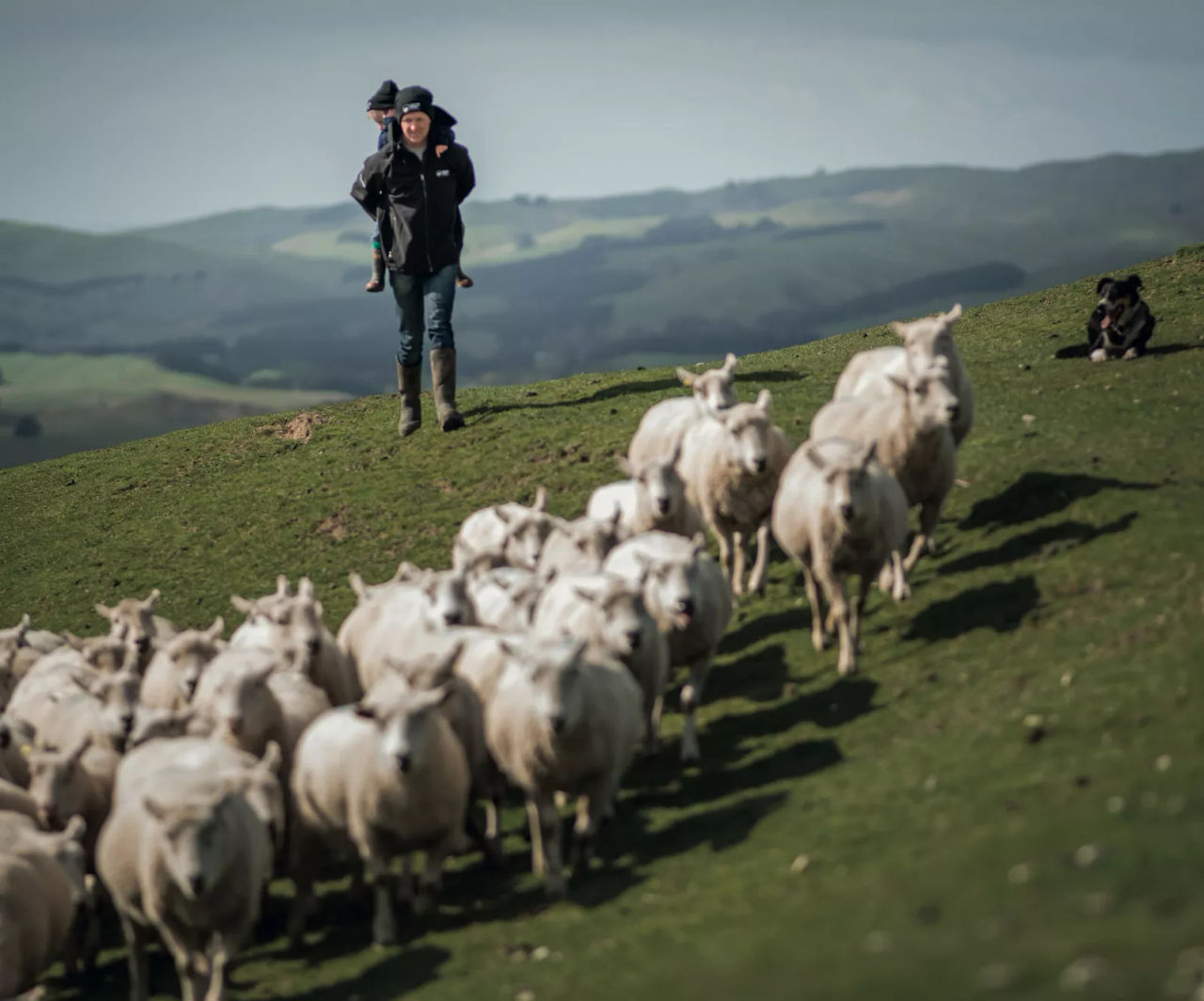 Farmer and son with sheep