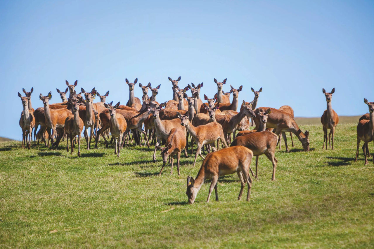 Group of Deer on grass